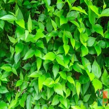 Tranh dán tường Hàn Quốc 3d khổ lớn ở Hà Nội NA - 067